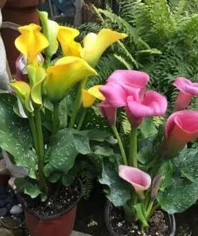 马蹄莲视频,花中仙子，绽放自然之美