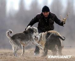 打猎狼视频,惊心动魄的野性对决