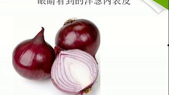 洋葱教学视频,轻松掌握知识点的奥秘之旅