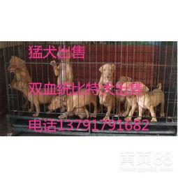 比特比赛视频,策略对决，技术巅峰