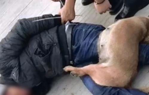 偷狗视频被打死,被打致死事件引发社会关注