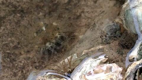 宰杀螃蟹视频,引发网友热议