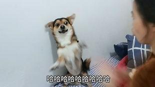 沙皮狗打架视频,一场宠物界的“武林争霸”