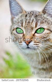 动物颜色视频,揭秘动物世界的多彩画卷