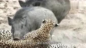 野猪杀死狮子视频,震撼一击，狮子命丧黄泉