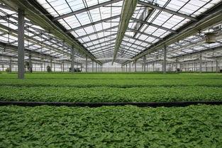 挖大棚视频,从挖地到丰收的全程操作指南