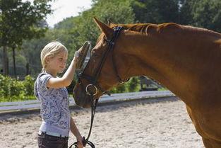日本马视频,探寻日本马术文化的魅力瞬间