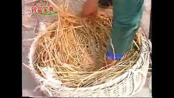 青口养殖视频,从视频看高效养殖过程