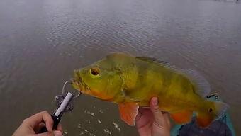 视频鱼,探索海洋生物的奇妙世界