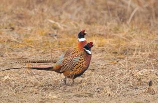 捕野鸡方法视频,跟随视频学习高效捕猎方法
