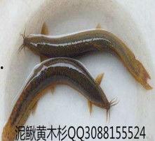 电泥鳅视频